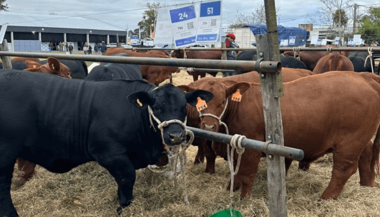 El “cambio cultural” que fortalece a la ganadería: “Quedó atrás la idea de que la carne debe tener un precio político”