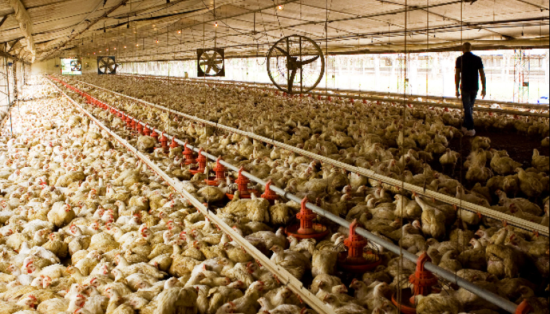 La crisis en la industria avícola es recurrente y amenaza el entramado producitvo