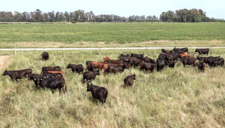 Más de 7 millones de ganado vacuno se encuentran en zonas de riesgo hídrico