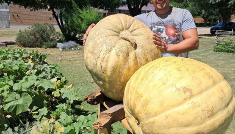 «El gigante de Mechita»: Un productor hortícola cosecho un zapallo de 73kilos