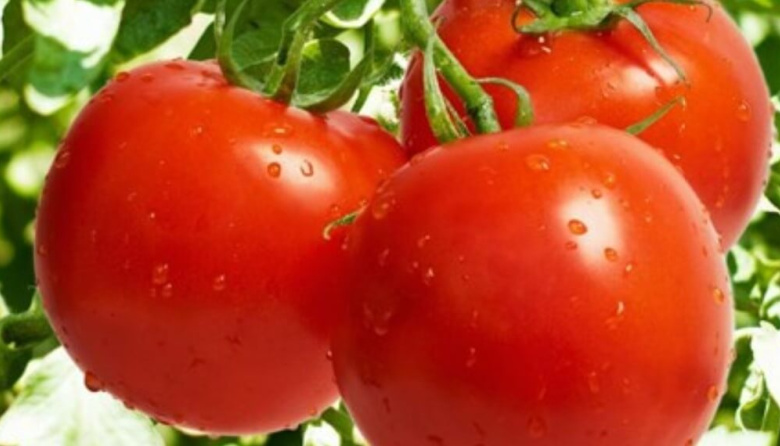 En una campaña “rara”, el tomate busca tomar color: se derrumbó la siembra, pero la cosecha tiene buena calidad