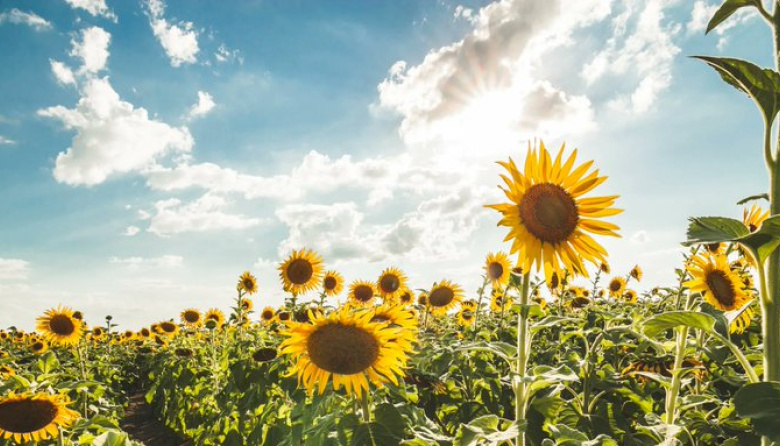 El girasol trae “una oportunidad única para el productor”