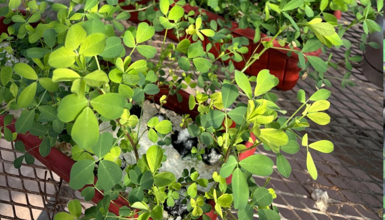 Logran alfalfas más tolerantes al anegamiento con selección genética