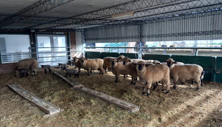 Crean un comité para impulsar la producción ovina bonaerense