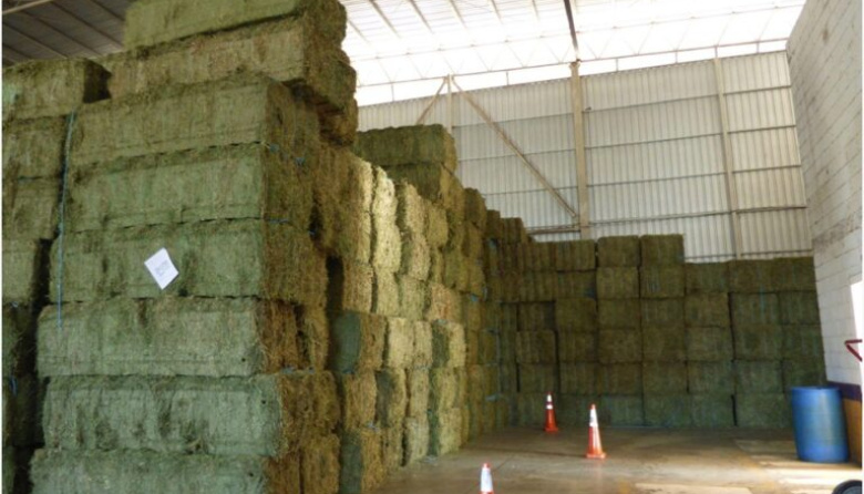Récord histórico en exportaciones de alfalfa argentina