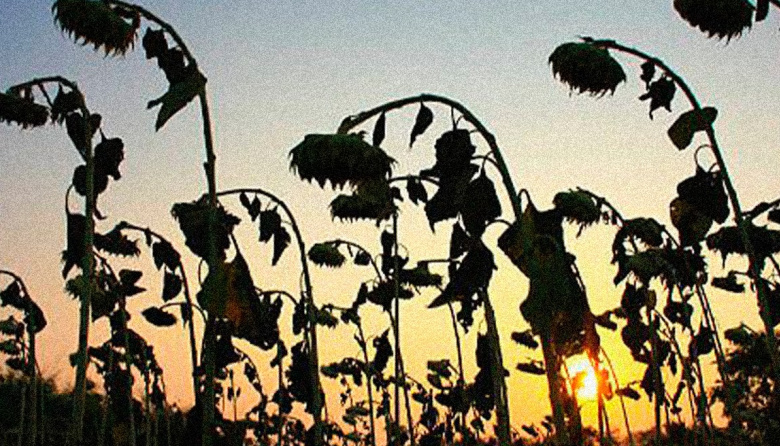 Condición de los cultivos de verano, clima y pronósticos