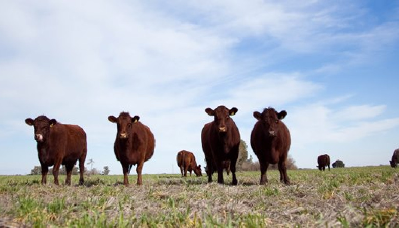 Qué está pasando? Crece la retención de terneros y también aumenta la ocupación en los feedlots