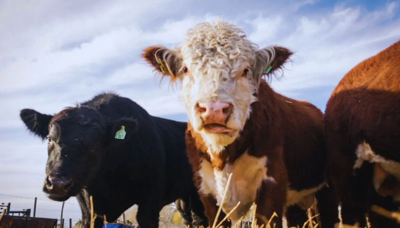 Ganadería ConCiencia: un aporte para una producción más eficiente