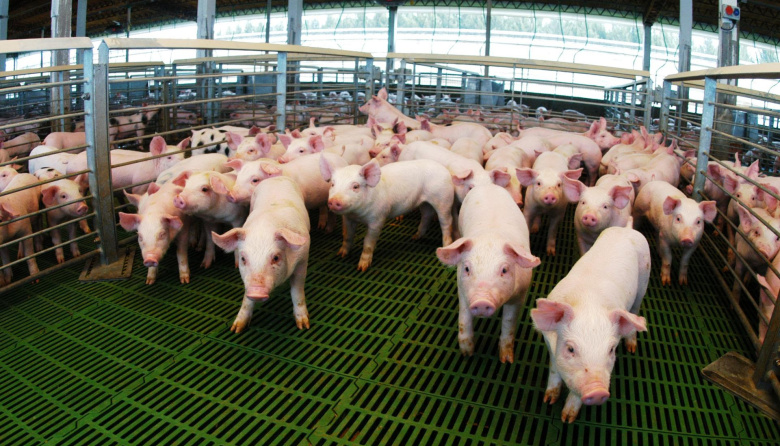 Créditos valor producto: casi $14.000 millones destinados al sector porcino