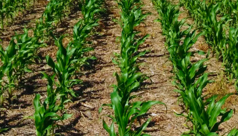 El consumo de fertilizantes creció 3% el último año