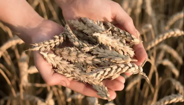 Precalienta la nueva campaña de trigo: recomendaciones para elegir las mejores variedades