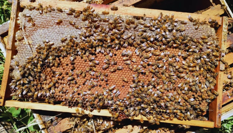 Multiplicación de colmenas: una estrategia que fortalece la apicultura