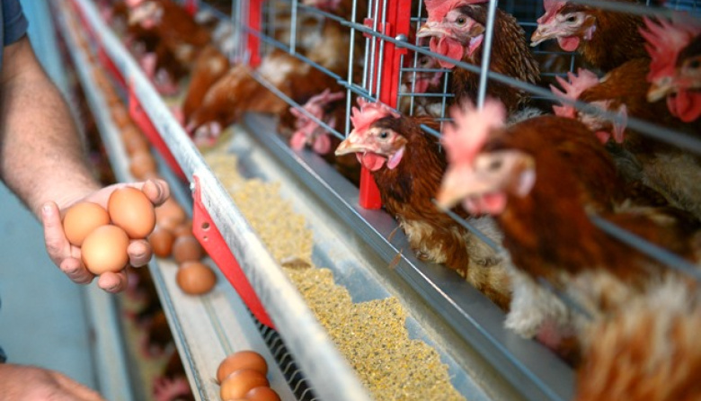 Senasa alertó sobre un nuevo caso de influenza aviar en una granja bonaerense