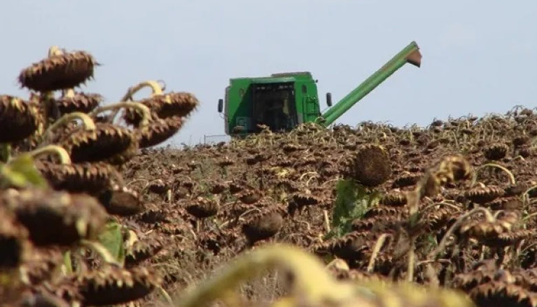 El girasol ya se cosecha en Buenos Aires y La Pampa