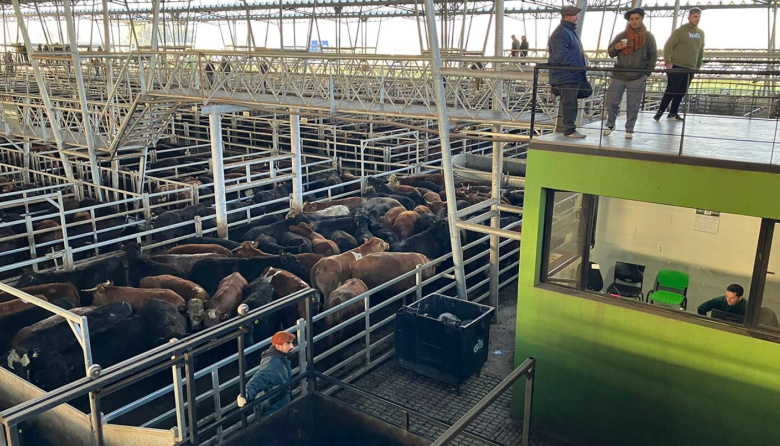 Los valores de la hacienda en Cañuelas siguen a la baja