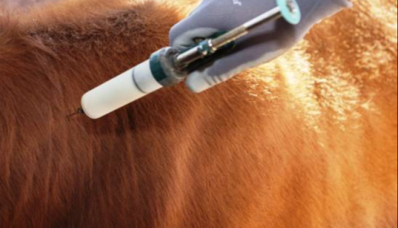 El Gobierno habilitó a los veterinarios independientes a vacunar contra la aftosa y brucelosis