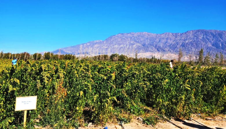 Semillas del INTA viajan al espacio para estudiar cómo responden los cultivos a condiciones extremas