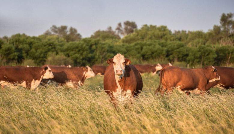 Contundente medida: el Gobierno eliminó la obligación de presentar habilitaciones municipales en trámites clave del Senasa