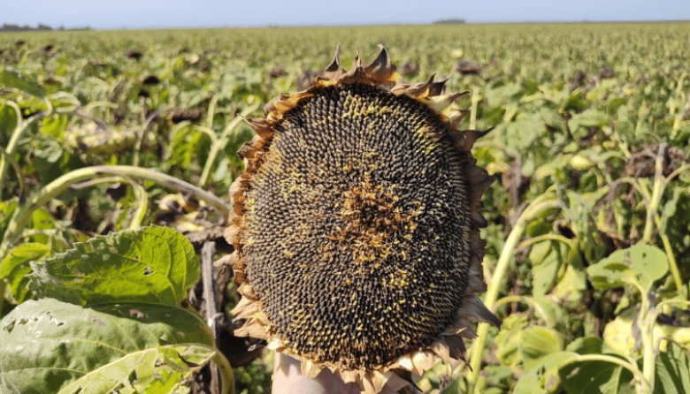 El girasol ya se cosechó en la mitad de su territorio