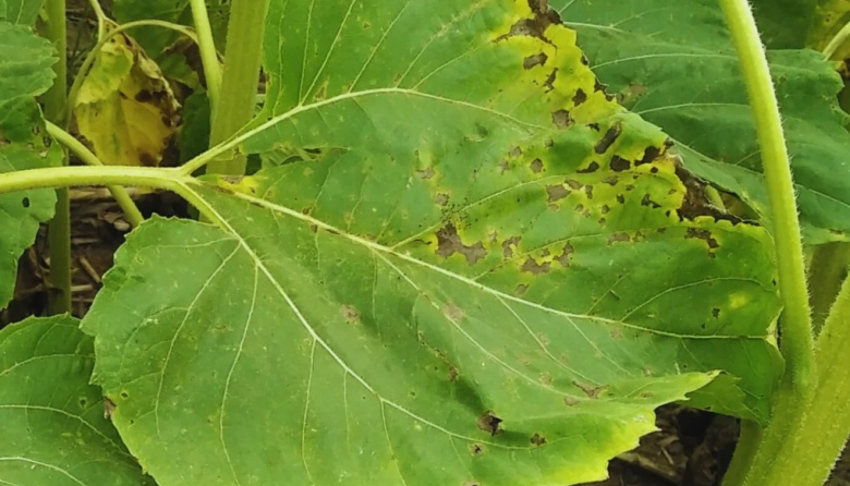 El INTA monitorea enfermedades en el centro del país