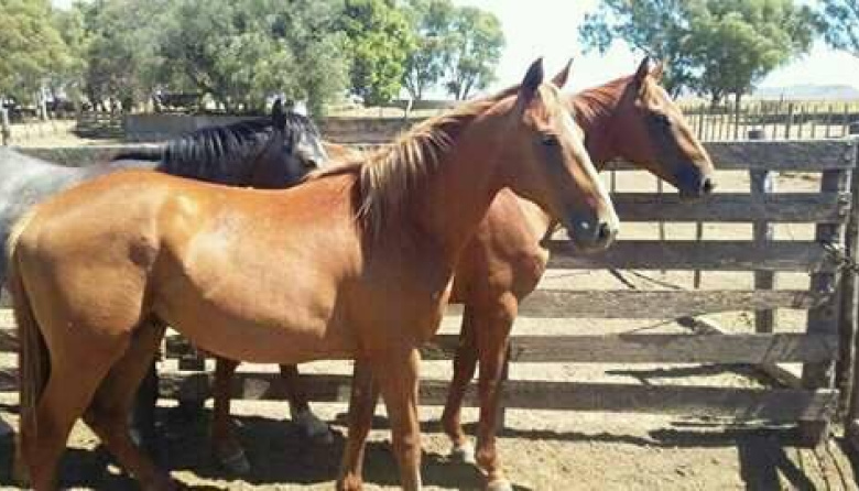 Un estudio demostró que los caballos huelen el miedo humano, condicionando su comportamiento