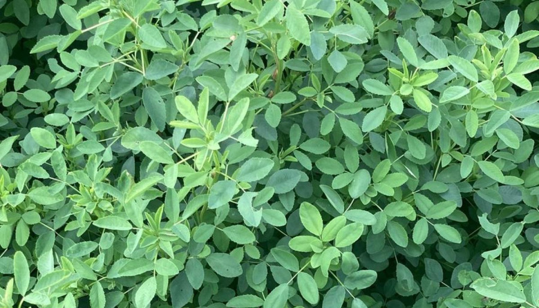 Desarrollan un trébol que no depende de la suerte