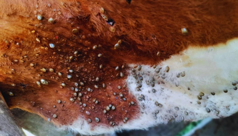 Bovino Criollo, entre las razas con resistencia natural a la garrapata