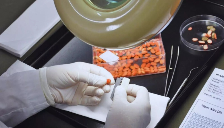 Evaluar la viabilidad de las semillas define el éxito del ciclo