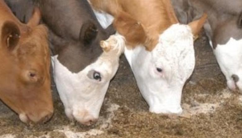 La Federación Agraria cuestiono una decisión del Senasa