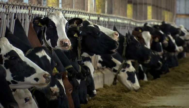 Del descarte intuitivo al negocio estratégico: cómo maximizar el valor en el tambo con genética y Beef on Dairy