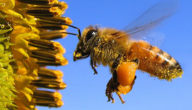 Apicultura: destacan cambios en la agricultura que mejoraron el entorno para las abejas