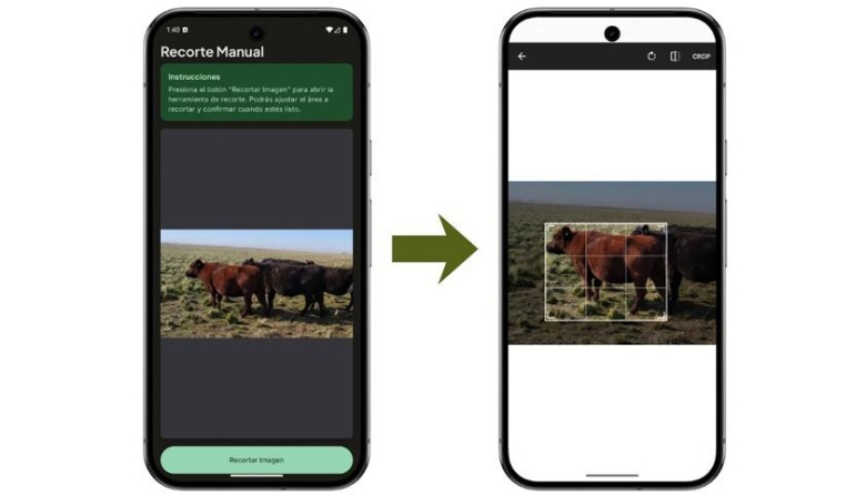 Estudiantes de Bahia Blanca crearon una app que detecta problemas nutricionales en el ganado