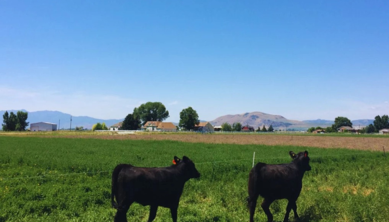 La carne de sistemas pastoriles se destaca por su valor nutricional