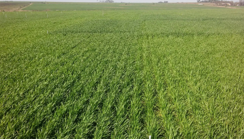 Cómo preparar la próxima campaña: suelos, agua y fertilización