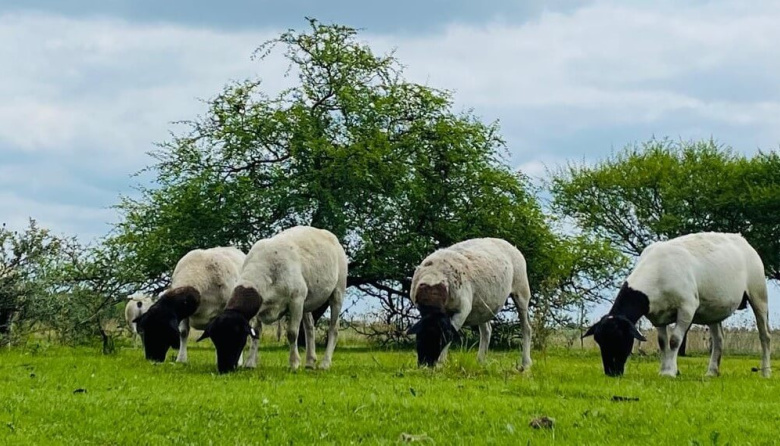 Alerta de Senasa: se detectó la “vaca loca” de los ovinos en Argentina y el país pierde un status sanitario