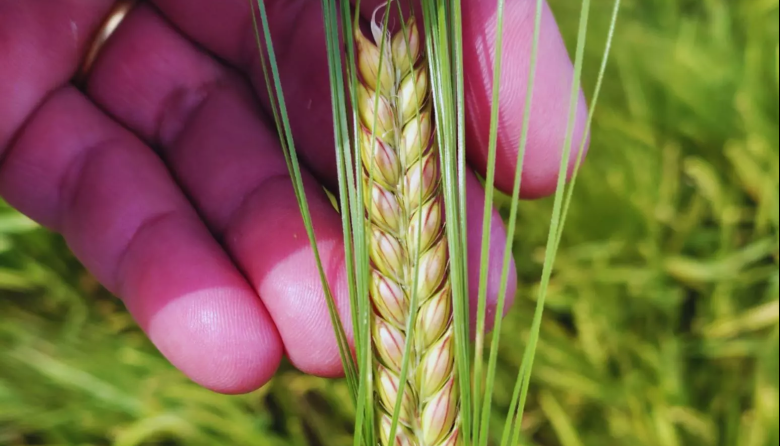 El INTA presenta una nueva cebada cervecera