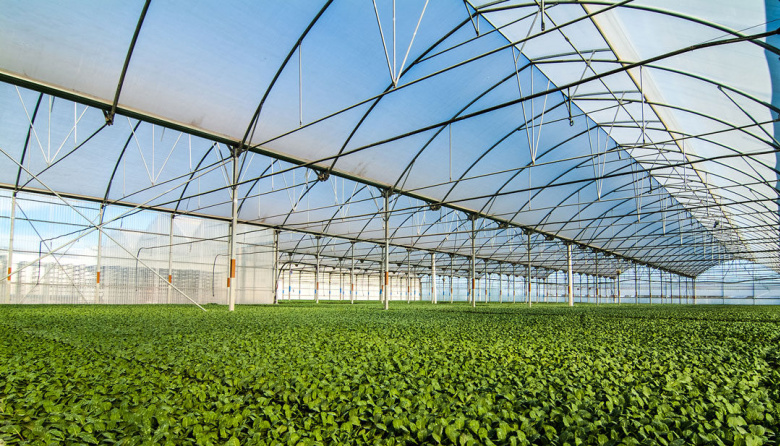 Semilleros: denuncian que cada vez se usa menos material fiscalizado