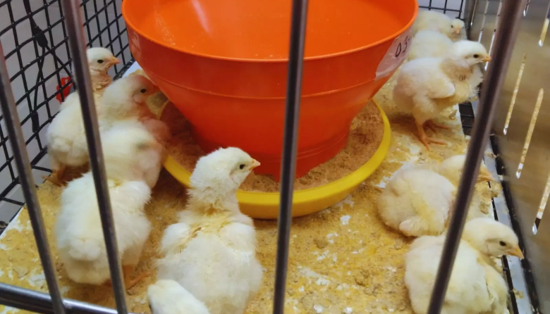 Estudian alternativas naturales para potenciar la producción avícola