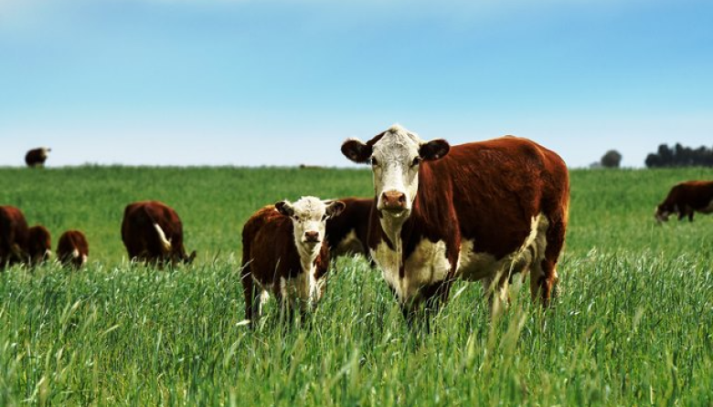 Ganadería: los precios entran en una fase de ajuste tras los máximos históricos