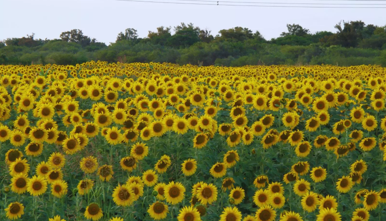 Girasol: un cultivo que se expande en superficie y producción
