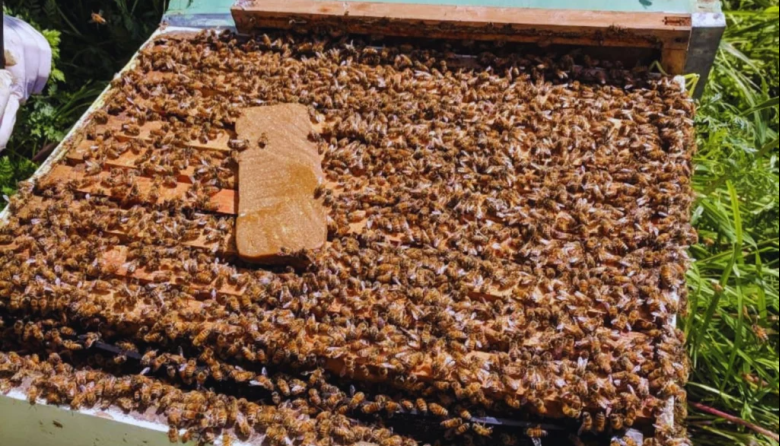 Pautas para asegurar colmenas fuertes en la próxima campaña