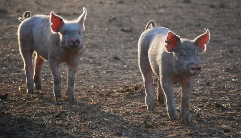 Productores de cerdo se movilizaron para exigir un valor de referencia de $2.500