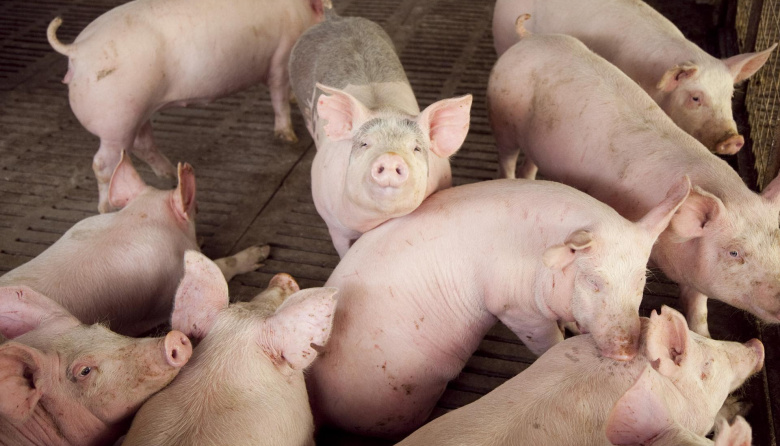 La producción porcina creció 15,7% durante el primer trimestre de 2026
