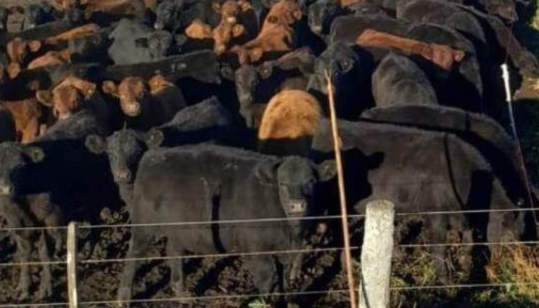 Cambia el mapa mundial de la carne y Argentina está bien posicionada