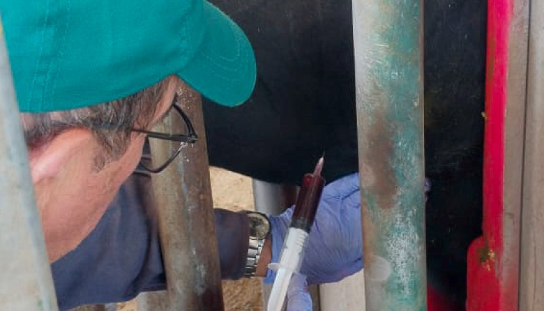 Desde La Pampa exportan bovinos reproductores a Uruguay