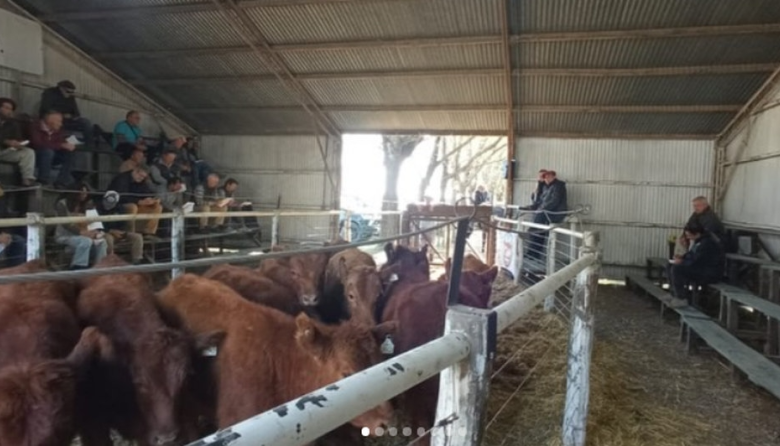 Tornquist: se realizó el remate del 2° Concurso de terneros del Sudoeste en la 50° Exposición Rural