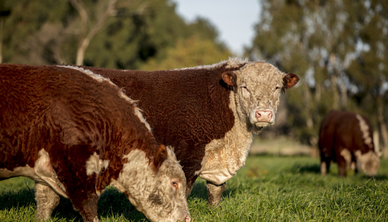 Cuenta regresiva para la normativa sobre deforestación de la U.E.: los productores deben inscribirse en VISEC Carne