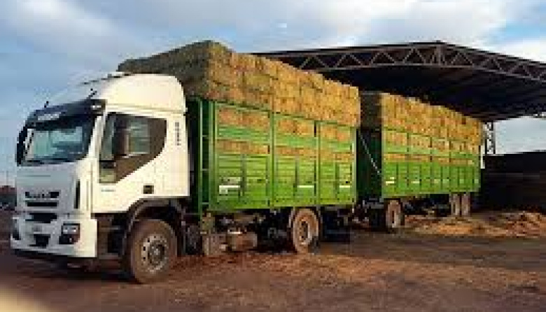Alfalfa pampeana a Emiratos Árabes
