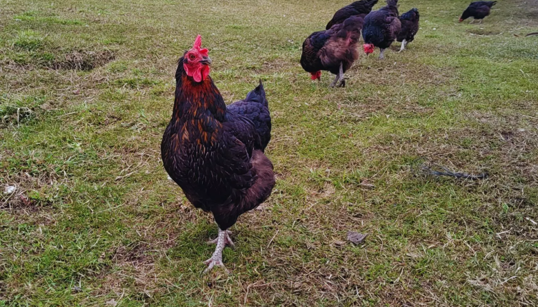 Evalúan tecnología para incrementar la producción de huevos en invierno