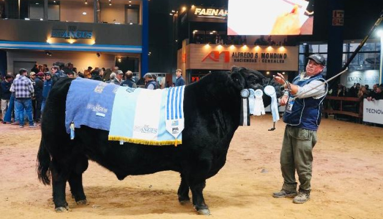 Se eligieron los Grandes Campeones Angus de Otoño